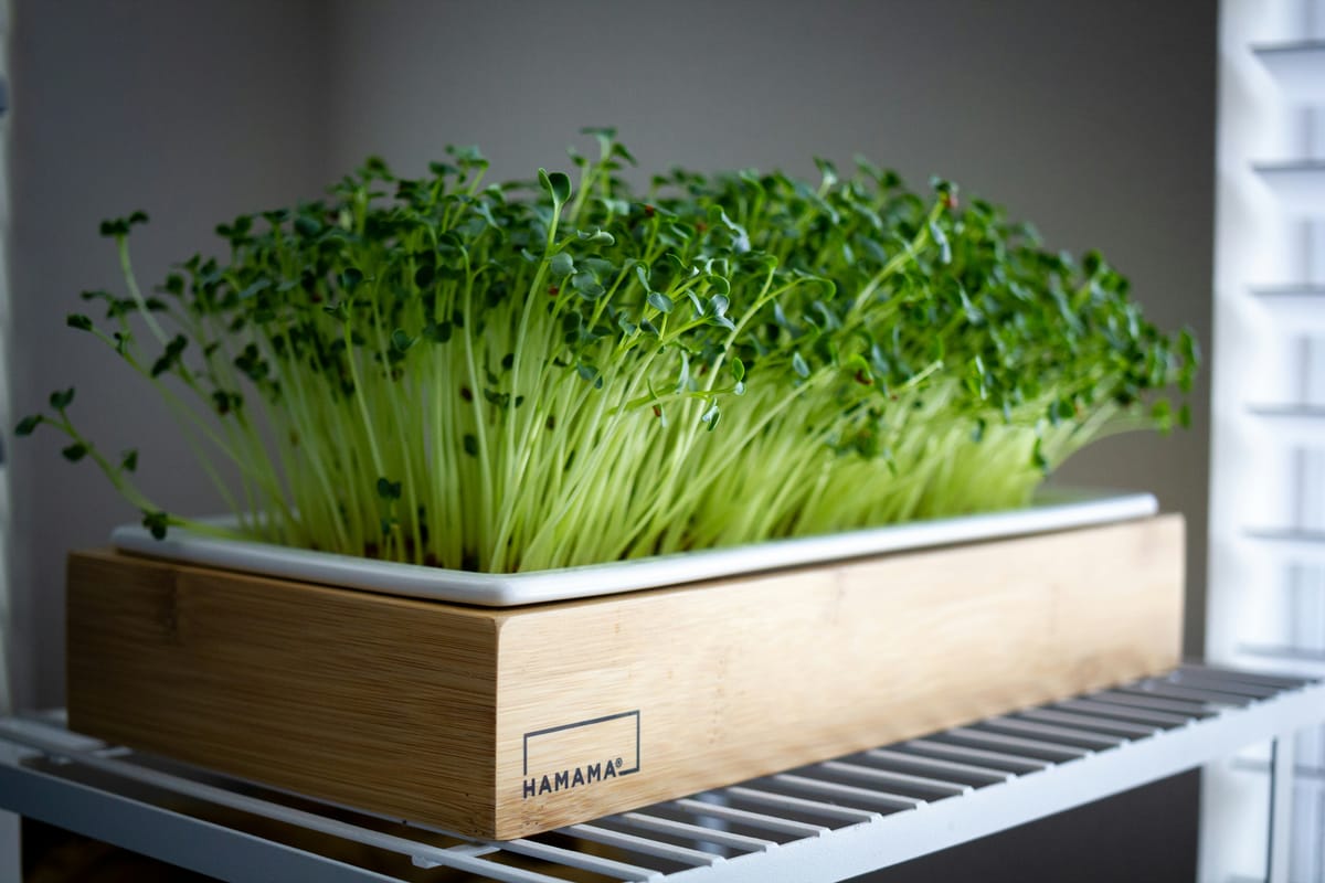 How to Start a Microgreens Garden at Home