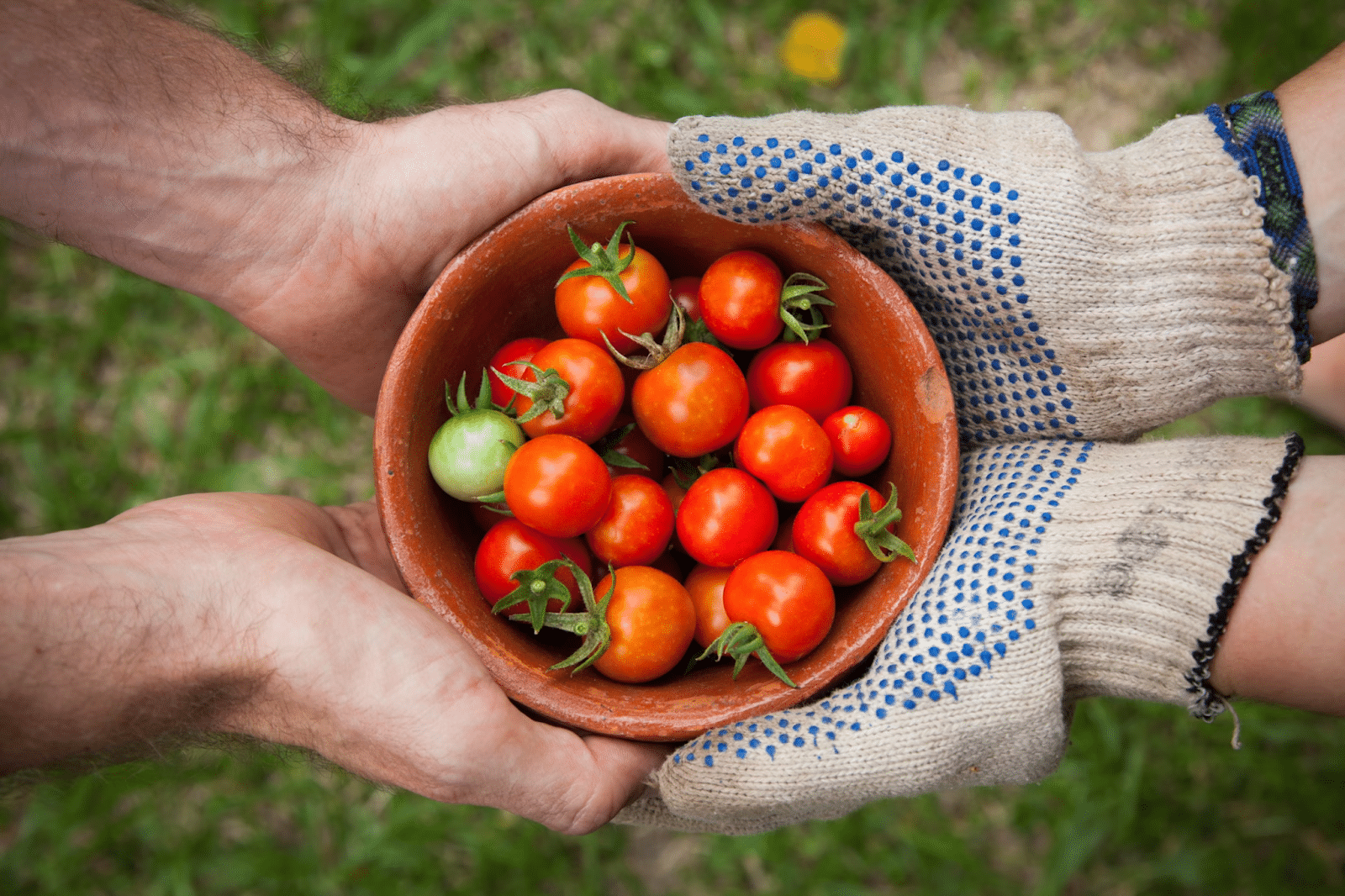 Navigating Social Events as an Urban Gardener