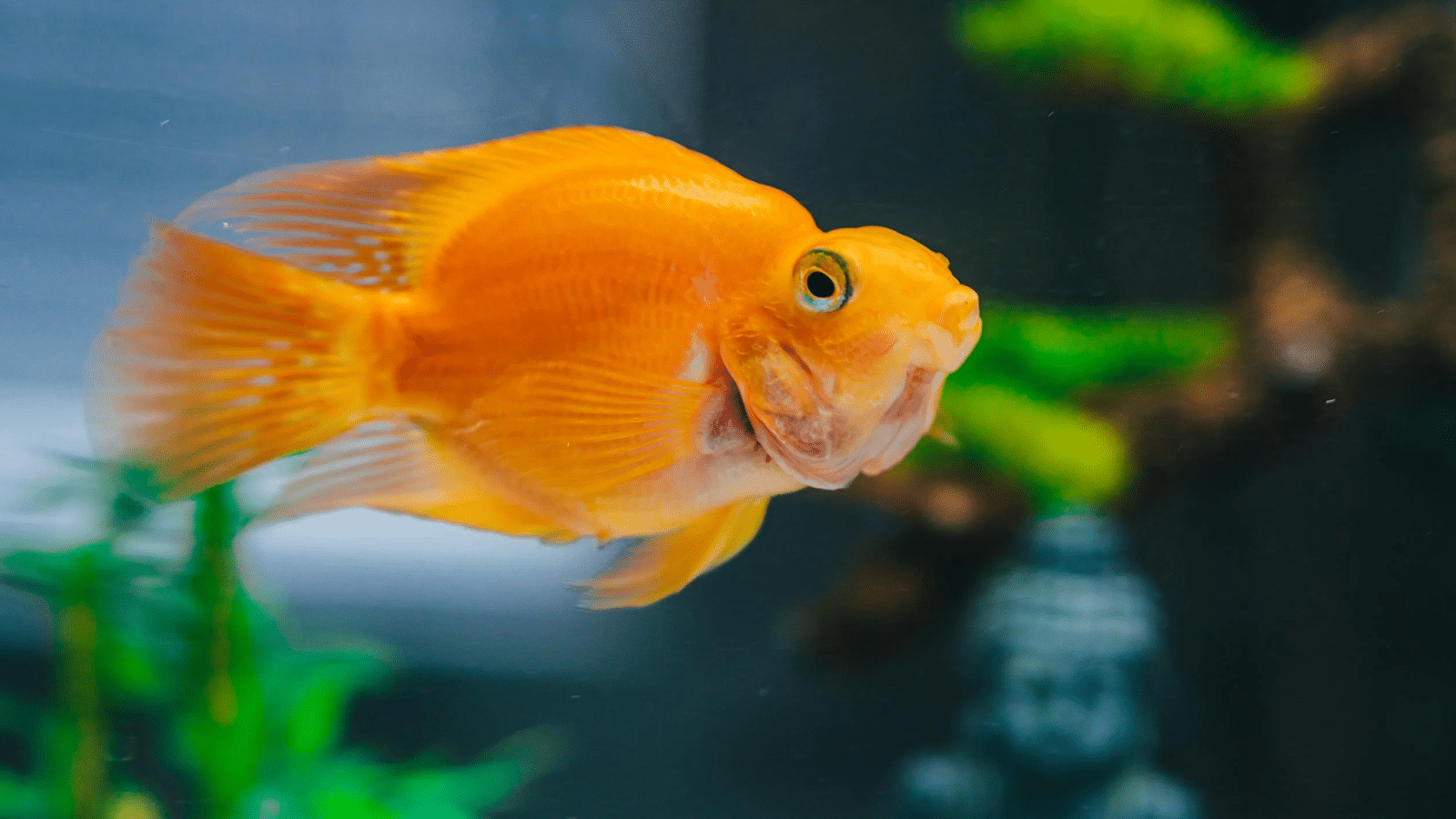 The Future of Urban Farming: Aquaponics Explained