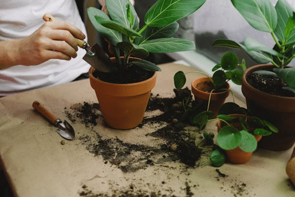 Experts Share Their Tips for Successful Urban Gardening