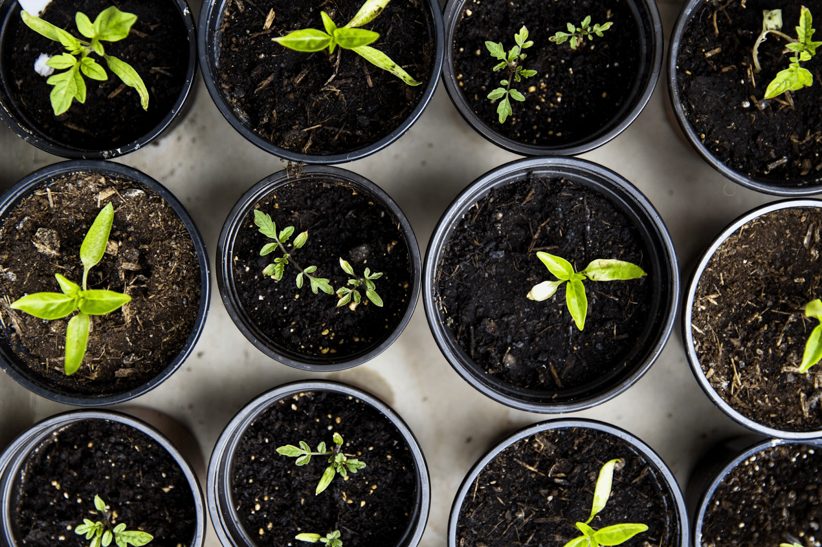 Overpriced Urban Gardening Tools: My Fave Affordable Alternatives
