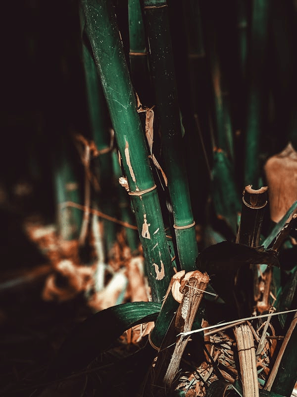 The Worst Plants for Urban Gardens