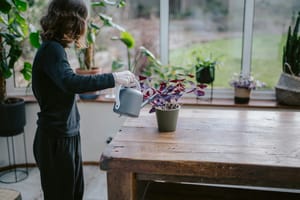 Plant Care