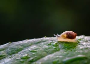 Pest & Disease Control