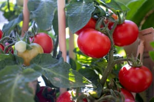 Edible Gardening