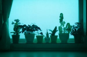 Container Gardening